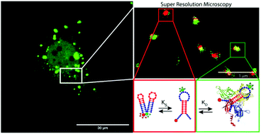 Graphical abstract: Dissecting the intracellular signalling and fate of a DNA nanosensor by super-resolution and quantitative microscopy