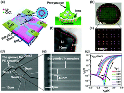 Graphical abstract: Multi-terminal ionic-gated low-power silicon nanowire synaptic transistors with dendritic functions for neuromorphic systems