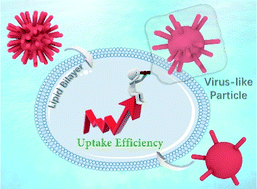 Graphical abstract: Why synthetic virus-like nanoparticles can achieve higher cellular uptake efficiency?