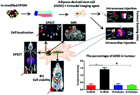 Graphical abstract: Multi-modal imaging probe for assessing the efficiency of stem cell delivery to orthotopic breast tumours