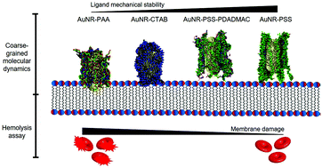 Graphical abstract: Polyelectrolyte stiffness on gold nanorods mediates cell membrane damage
