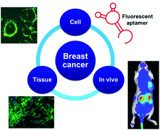 Graphical abstract: Precise discrimination of Luminal A breast cancer subtype using an aptamer in vitro and in vivo