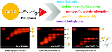 Graphical abstract: From mono-PEGylation towards anti-nonspecific protein interaction: comparison of dihydrolipoic acid versus glutathione-capped fluorescent gold nanoclusters using gel electrophoresis