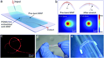 Graphical abstract: A multifunctional skin-like wearable optical sensor based on an optical micro-/nanofibre