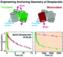 Graphical abstract: Designed anchoring geometries determine lifetimes of biotin–streptavidin bonds under constant load and enable ultra-stable coupling