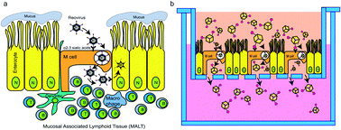 Graphical abstract: Transport of artificial virus-like nanocarriers through intestinal monolayers via microfold cells