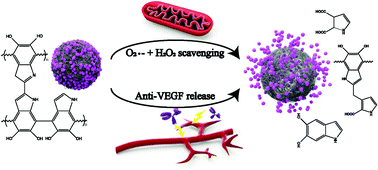 Graphical abstract: Controlled release of anti-VEGF by redox-responsive polydopamine nanoparticles