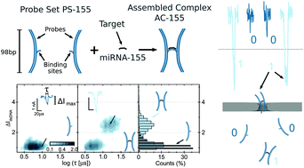 Graphical abstract: Digital counting of nucleic acid targets using solid-state nanopores