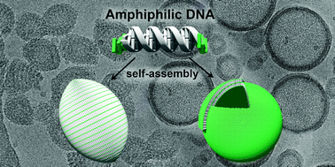 Graphical abstract: Supramolecular assembly of DNA-constructed vesicles