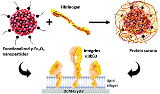 Graphical abstract: Interaction of fibrinogen–magnetic nanoparticle bioconjugates with integrin reconstituted into artificial membranes