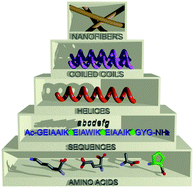 Graphical abstract: Hierarchical approach for the rational construction of helix-containing nanofibrils using α,β-peptides