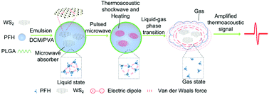 Graphical abstract: A stimulated liquid–gas phase transition nanoprobe dedicated to enhance the microwave thermoacoustic imaging contrast of breast tumors