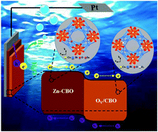 Graphical abstract: A oxygen vacancy-modulated homojunction structural CuBi2O4 photocathodes for efficient solar water reduction