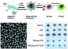 Graphical abstract: Targeted ferritin nanoparticle encapsulating CpG oligodeoxynucleotides induces tumor-associated macrophage M2 phenotype polarization into M1 phenotype and inhibits tumor growth