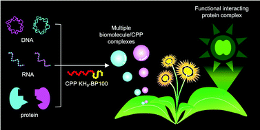 Graphical abstract: Simultaneous introduction of multiple biomacromolecules into plant cells using a cell-penetrating peptide nanocarrier