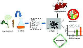 Graphical abstract: Hepatoprotective Angelica sinensis silver nanoformulation against multidrug resistant bacteria and the integration of a multicomponent logic gate system