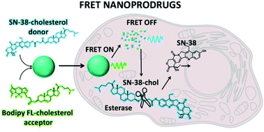 Graphical abstract: FRET-based intracellular investigation of nanoprodrugs toward highly efficient anticancer drug delivery