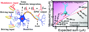 Graphical abstract: Hardware implementation of photoelectrically modulated dendritic arithmetic and spike-timing-dependent plasticity enabled by an ion-coupling gate-tunable vertical 0D-perovskite/2D-MoS2 hybrid-dimensional van der Waals heterostructure