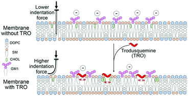 Graphical abstract: Making biological membrane resistant to the toxicity of misfolded protein oligomers: a lesson from trodusquemine
