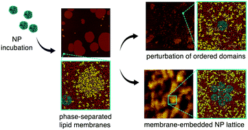 Graphical abstract: Amphiphilic gold nanoparticles perturb phase separation in multidomain lipid membranes
