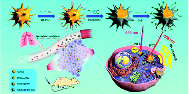 Graphical abstract: Ce6-Conjugated and polydopamine-coated gold nanostars with enhanced photoacoustic imaging and photothermal/photodynamic therapy to inhibit lung metastasis of breast cancer