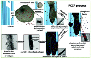 Graphical abstract: Polyelectrolyte–calcium complexes as a pre-precursor induce biomimetic mineralization of collagen