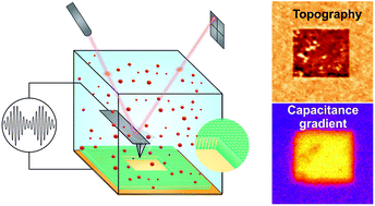 Graphical abstract: Mapping the capacitance of self-assembled monolayers at metal/electrolyte interfaces at the nanoscale by in-liquid scanning dielectric microscopy