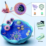 Graphical abstract: Carbon nanocage-based nanozyme as an endogenous H2O2-activated oxygenerator for real-time bimodal imaging and enhanced phototherapy of esophageal cancer