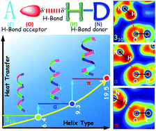 Graphical abstract: The hydrogen-bond configuration modulates the energy transfer efficiency in helical protein nanotubes