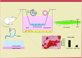 Graphical abstract: Layer-by-layer coated nanoliposomes for oral delivery of insulin