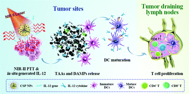 Graphical abstract: Localized NIR-II photo-immunotherapy through the combination of photothermal ablation and in situ generated interleukin-12 cytokine for efficiently eliminating primary and abscopal tumors