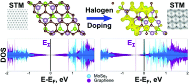 Graphical abstract: Induced spin polarization in graphene via interactions with halogen doped MoS2 and MoSe2 monolayers by DFT calculations
