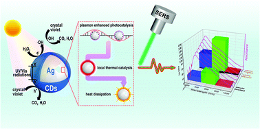 Graphical abstract: Accurate SERS monitoring of the plasmon mediated UV/visible/NIR photocatalytic and photothermal catalytic process involving Ag@carbon dots