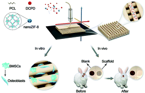 Graphical abstract: 3D printing of metal–organic framework incorporated porous scaffolds to promote osteogenic differentiation and bone regeneration