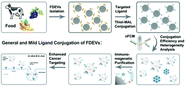 Graphical abstract: General and mild modification of food-derived extracellular vesicles for enhanced cell targeting