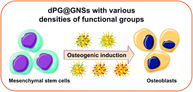 Graphical abstract: Dendritic polyglycerol-conjugated gold nanostars with different densities of functional groups to regulate osteogenesis in human mesenchymal stem cells