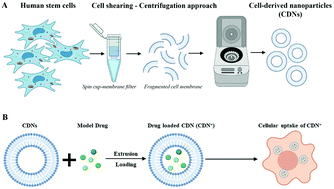Graphical abstract: Investigation of human adipose stem cell-derived nanoparticles as a biomimetic carrier for intracellular drug delivery