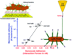Graphical abstract: On the strong connection between nanoscale adhesion of Yad fimbriae and macroscale attachment of Yad-decorated bacteria to glycosylated, hydrophobic and hydrophilic surfaces