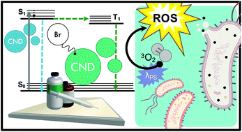 Graphical abstract: Antimicrobial carbon nanodots: photodynamic inactivation and dark antimicrobial effects on bacteria by brominated carbon nanodots