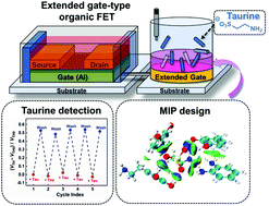 Graphical abstract: Extended gate-type organic transistor functionalized by molecularly imprinted polymer for taurine detection
