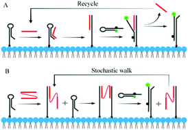 Graphical abstract: A CHA-based DNA stochastic walker that traverses on cell membranes