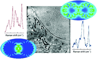 Graphical abstract: Intracellular optical probing with gold nanostars