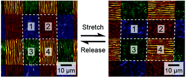 Graphical abstract: Soft skin layers for reconfigurable and programmable nanowrinkles