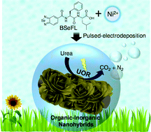 Graphical abstract: Pulse electrodeposited, morphology controlled organic–inorganic nanohybrids as bifunctional electrocatalysts for urea oxidation