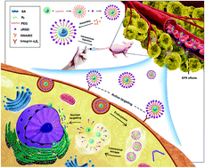 Graphical abstract: Nuclear-targeted nanocarriers based on pH-sensitive amphiphiles for enhanced GNA002 delivery and chemotherapy