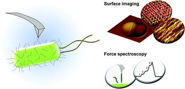 Graphical abstract: The microbial adhesive arsenal deciphered by atomic force microscopy
