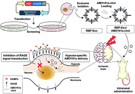 Graphical abstract: Hypoxia-specific anti-RAGE exosomes for nose-to-brain delivery of anti-miR-181a oligonucleotide in an ischemic stroke model