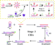 Graphical abstract: An enzyme-mediated universal fluorescent biosensor template for pathogen detection based on a three-dimensional DNA walker and catalyzed hairpin assembly