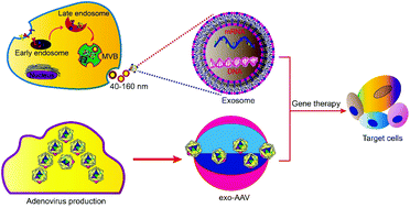 Graphical abstract: Exosome-mediated delivery of gene vectors for gene therapy