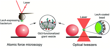 Graphical abstract: Quantification of nanoscale forces in lectin-mediated bacterial attachment and uptake into giant liposomes